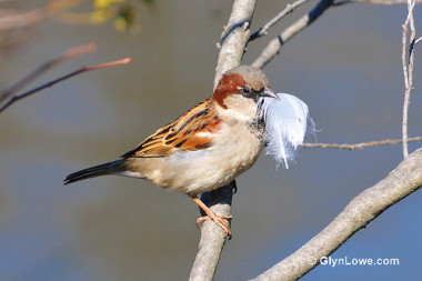 <p>90% of the sparrows are monogamous and keep their partners from one year to another / <a href="http://www.flickr.com/photos/glynlowe/6951939941/sizes/o" target="_blank">Glyn Lowe Photoworks</a>.</p>