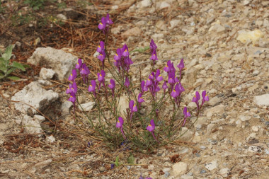 <p><em>Linaria becerrae</em> has flowers with a long and straight spur, which are uniform in colour and intensely violet, except for a yellow spot at the entrance to the tube of the corolla. / Manuel Becerra</p>