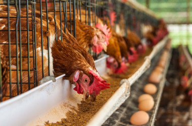 <p>In Spain 93% of laying hens are still caged. / Fotolia</p>