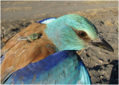 <p>Geolocators in an European roller. / Javier de la Puente (SEO-BirdLife)</p>