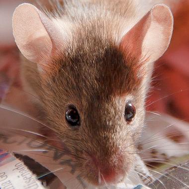 <p>Ratón de laboratorio. Imagen: CdePaz</p>