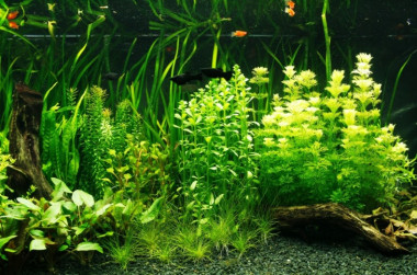 <p>El estudio destaca los valores científicos que tiene la afición a mantener peces de agua dulce en acuarios desde la vertiente de la investigación y la conservación de la biodiversidad / UB</p>