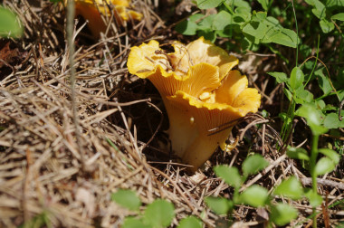 <p>Rebozuelo (<em>Cantharellus cibarius</em>). / Sergio de Miguel (CTFC-UdL)</p>