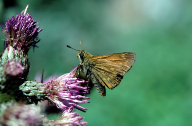 <p>Ejemplar de mariposa Dorada de Orla Ancha Ochlodes sylvanus (Esper) (Hesperiidae) / Víctor Sarto</p>