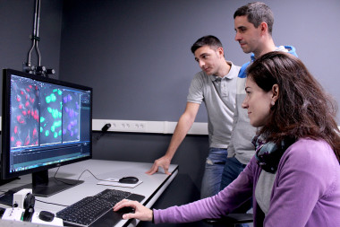 <p>Los investigadores han creado catalizadores de oro que funcionan como enzimas artificiales en el interior de las células vivas. / CiQUS</p>