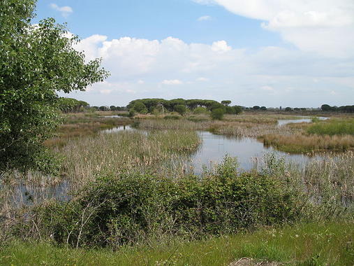 <p>Lagunas de El Acebuche, en Doñana. Foto: Wikipedia</p>