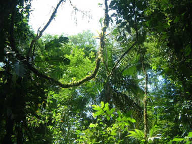<p>Estación Biológica La Selva, situada en el nordeste de Costa Rica./ <a href="https://es.wikipedia.org/wiki/Estaci%C3%B3n_Biol%C3%B3gica_La_Selva#/media/File:Laselva1.jpg" target="_blank">Wikimedia</a></p>