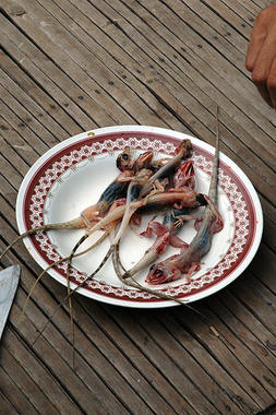 <p><a href="http://www.plataformasinc.es/index.php/esl/imagenes/inicio/(imagen)/44034" target="_self">En la imagen, un plato de iguanas</a>. Foto: Marshall Astor.</p>
