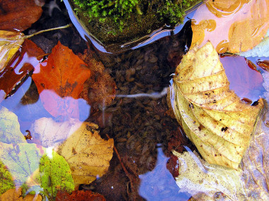 <p/>El camarón de agua dulce (<em>Gammarus pulex),</em> común en los sistemas acuáticos, reduce el consumo de alimento y nada más rápido en presencia de los tóxicos / <a href=