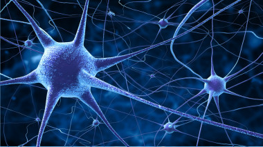 <p>Los resultados reafirman que la actividad de las neuronas está correlacionada. / Fotolia</p>