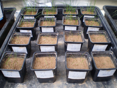 <p>Macetas de <em>ray-grass</em>. / Fundación Descubre</p>