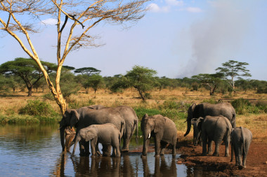 <p>El IPBES catalizará la respuesta global a la pérdida de biodiversidad. En la imagen, una manada de elefantes en el Parque Nacional del Serengeti (Tanzania). <a href="http://www.plataformasinc.es/esl/imagenes/inicio/(imagen)/70704" target="_blank">Foto</a>: SINC.</p>