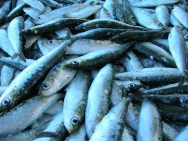 <p>La piel de estos peces plateados contiene dos tipos de cristales de guanina. Imagen: SINC</p>
