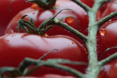 <p>Â Los investigadoress han demostrado la eficacia del compuesto en cultivos de tomate, maÃ­z, alfalfa, cÃ­tricos y una planta de la familia del tabaco. / Terry Dye</p>