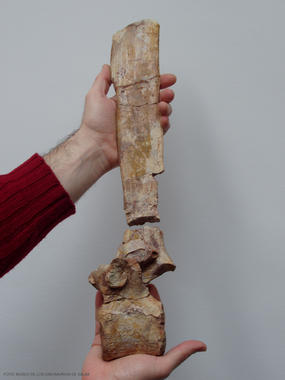 <p>Vértebra de fósil de dinosaurio.</p>