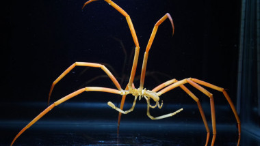 <p>Una araña de mar del género <em>Colossendeis</em>, utilizada en los ensayos para comprobar la tolerancia térmica en la estación McMurdo en la Antártida. / Tim Dwyer, courtesy of ARCUS</p>