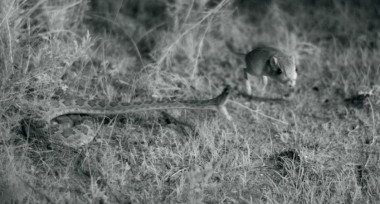 
<p/>Serpiente de cascabel intentando cazar a una rata canguro / Higham lab, UC Riverside.
” /></div><span style=