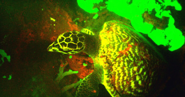 <p>Primera imagen de la tortuga carey fluorescente nadando en aguas del Pacífico sur. / David Gruber</p>