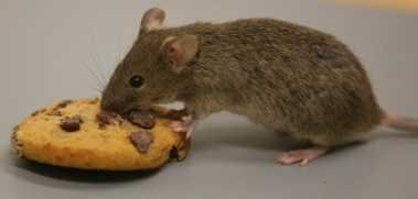 <p>Según el autor, en lo referente a la generación de dopamina, los cerebros de los ratones y los humanos son muy parecidos. / Jeremiah Cohen</p>