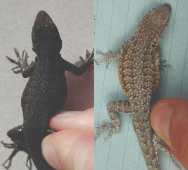 <p>Una lagartija macho del crater de Pisgah fotografiado cinco días después de ser recogido (izquierda), y el mismo individuo después de permanecer cuatro meses en un laboratorio en arena. / Corl et al., <em>Current Biology</em>, 2018</p>