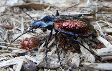 <p><em>Carabus hispanus</em> / Wikipedia</p>