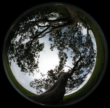 <p class=" text-left">Fotografía hemisférica de la copa (desde debajo con una cámara digital con un objetivo de ‘ojo de pez’) de uno de los guayabos estudiados. / Agustina Ventre</p>