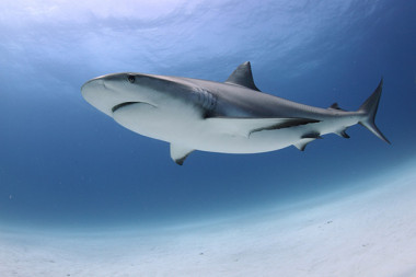 <p>Solo 20 especies de tiburón de las 500 que existen pueden superar los seis metros. / STRI</p>