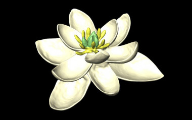 <p>Modelo del ancestro de flor que muestra las partes femeninas (carpelos) y masculinas (estambres), así como múltiples verticilos de pétalos en grupos de tres. / Hervé Sauquet & Jürg Schönenberger</p>