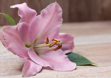 <p>Los efectos del estrés fotooxidativo condicionan la duración de la flor del <em>Lilium</em>. / UB</p>