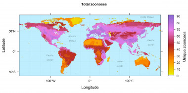 <p>Este mapa muestra las áreas geográficas solapadas con las enfermedades zoonóticas transmitidas por especies de mamíferos terrestres huésped de 27 órdenes. / Drew Kramer</p>
