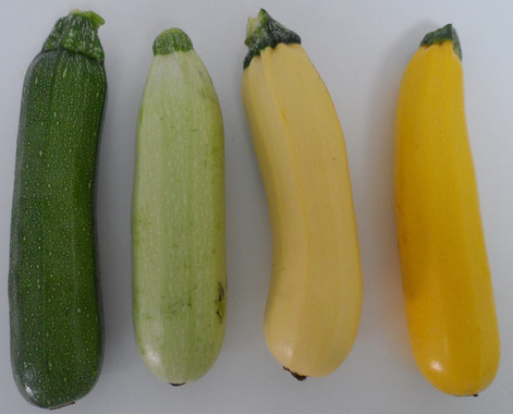 <p>Diversos colores de frutos de calabacín / Fundación Descubre</p>