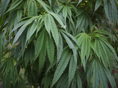 <p>Cannabis / <a href="https://www.flickr.com/photos/bushman_k/5054419439/in/photolist-8GDdNK-q5Er35-seXhkD-ggUWCC-BW9z-ggVioV-B95Q-svdeM-swezVy-fCXrvw-fCEEcX-6N34aM-e2xGtC-qEfa5e-xrgx-4WPwxV-y5M8sf-24AHoeF-e2g23Q-bnqGjs-94Sx1A-soBQod-ggV1ck-48pdNU-bSSotg-6SQoJ9-p8MaWa-23Y83NN-22DBUnM-fCWRmC-42Uy7d-42Uyv9-22DBUHM-ptH4Vf-QK4qVJ-53Rrko-6R3Tp2-WmMUKJ-pLAviH-W8qjuP-UXTWdV-VQLtzf-nxJrnF-t7xRQu-hyiYL7-244Ntto-5TW633-VZkPZ6-dCzfDq-WdHygH" title="Ir a la galería de Kirill Ignatyev" target="_self">Kirill Ignatyev</a></p>