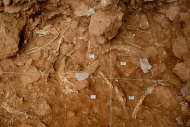 <p>Concentración de restos de bisontes en Gran Dolina. / IPHES</p>