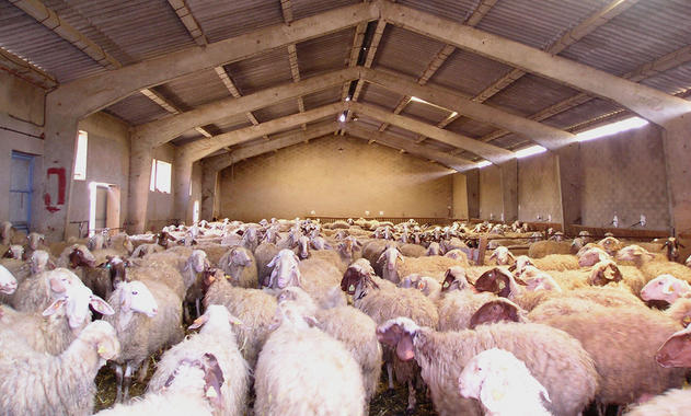 <p>Régimen intensivo en Castilla-León. Imagen: Tecnalia.</p>