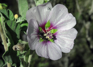 <p><em>Lavatera acerifolia</em> polinizada por un coleóptero. / Javier Fuertes </p>