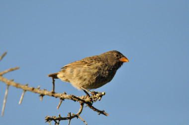<p>Los pinzones de Darwin están viendo amenazada su población por la llegada del parásito <em>Philornis downsi</em>. / <a href="https://www.flickr.com/photos/alaporte/16295270053/sizes/c/" target="_blank">Amaury Laporte</a></p>