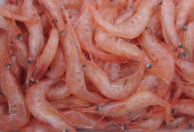 <p>El quitosano comercial proviene de las cáscaras de los crustáceos, como estas gambas. / US NOAA</p>