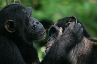 <p>Tanto chimpancés como bonobos usan gestos durante el acicalamiento. / Catherine Hobaiter</p>
