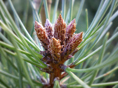 <p><em>Pinus pinaster</em> / Universidad de Oviedo</p>