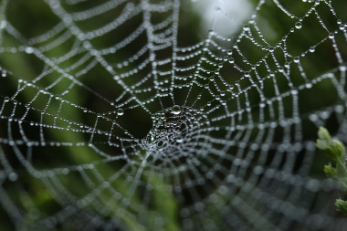 <p>La supercontracción se refiere a un acortamiento de hasta el 50 % de la longitud inicial que sufre la fibra de araña cuando se sumerge en agua o se encuentra en un ambiente con una elevada humedad relativa. / Pixabay.</p>