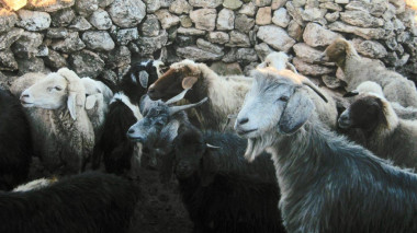 <p>Granja tradicional de cabras y ovejas en Marruecos. / B.Benjelloun</p>