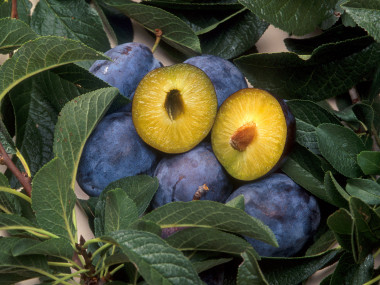<p>Ciruela transgénica. / <a href="http://ca.wikipedia.org/wiki/Planta_transg%C3%A8nica#mediaviewer/File:C5_plum_pox_resistant_plum.jpg" target="_blank">Wikipedia</a></p>