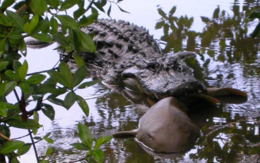 <p>El aligátor captura un tiburón nodriza en el Darling National Wildlife Refuge en Florida. / U.S. Fish and Wildlife Service J.N</p>