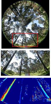 <p>Arriba, imagen forestal; debajo, ampliación; en la imagen inferior, identificación de los troncos relevantes. Imágenes: Fernando Montes, Isabel Cañellas y Javier Herrera.</p>