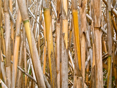 <p>Caña común o de riera, llamada <em>Arundo donax</em>, materia prima usada para llevar a cabo esta investigación. / URV</p>