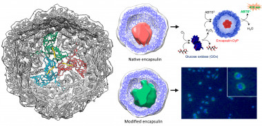 <p class=" text-left">Estructura de encapsulinas. / José R. Castón CNB-CSIC, de Putri RM et al. <em>ACS Nano</em> 2017</p>