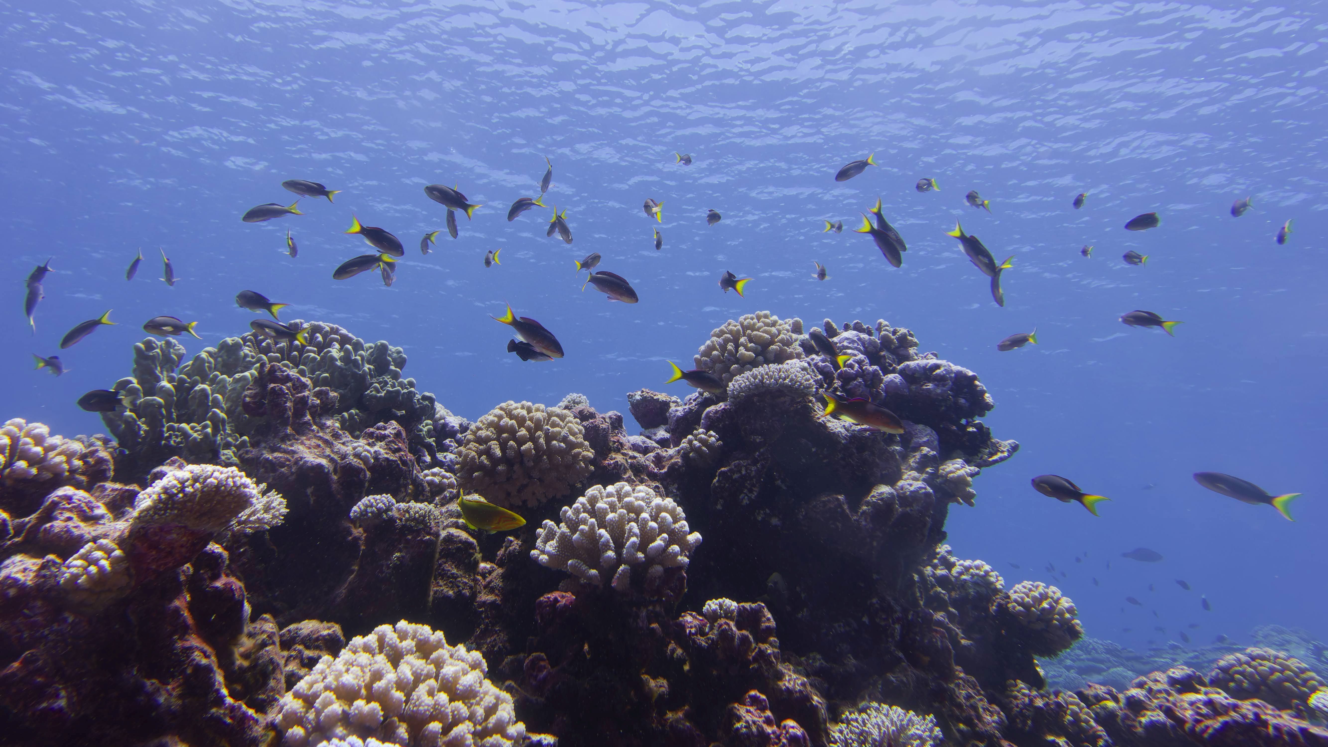 Arrecife de coral en la Polinesia Francesa /  Mathilde Maslin