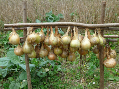 <p>Han estudiado la influencia de diferentes complejos orgánicos de Zn de origen sintético y natural en la biofortificación agrónomica de la cebolla, cultivada en diferentes tipos de suelo, bajo condiciones de invernadero. <em>/ Pixabay</em></p>