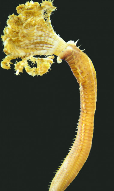 <p><em>Branchiomma boholense</em>, un poliqueto sabélido del Indo-Pacífico que fue encontrada en el mar Menor y cuyo hallazgo fue publicado por los investigadores de la UAM Eduardo López y Sara Román. </p>