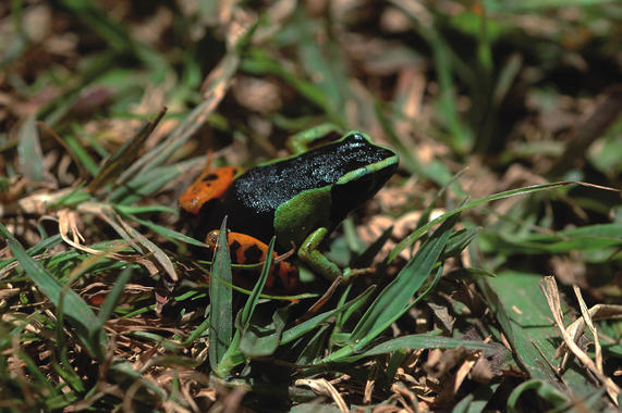 <p>Rana llamada mantella dorada (<em>Mantella aurantiaca</em>) de Madagascar en peligro crítico de extinción. <a href="http://www.plataformasinc.es/index.php/esl/imagenes/inicio" target="_blank">Foto</a>: Jean-Christophe Vié (UICN).</p>